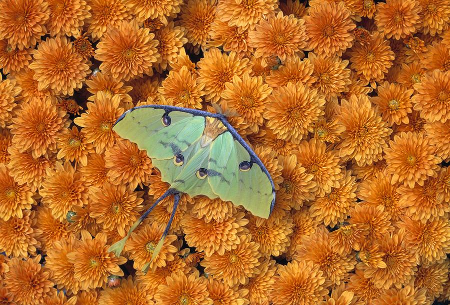 Butterfly On Flowers Photograph