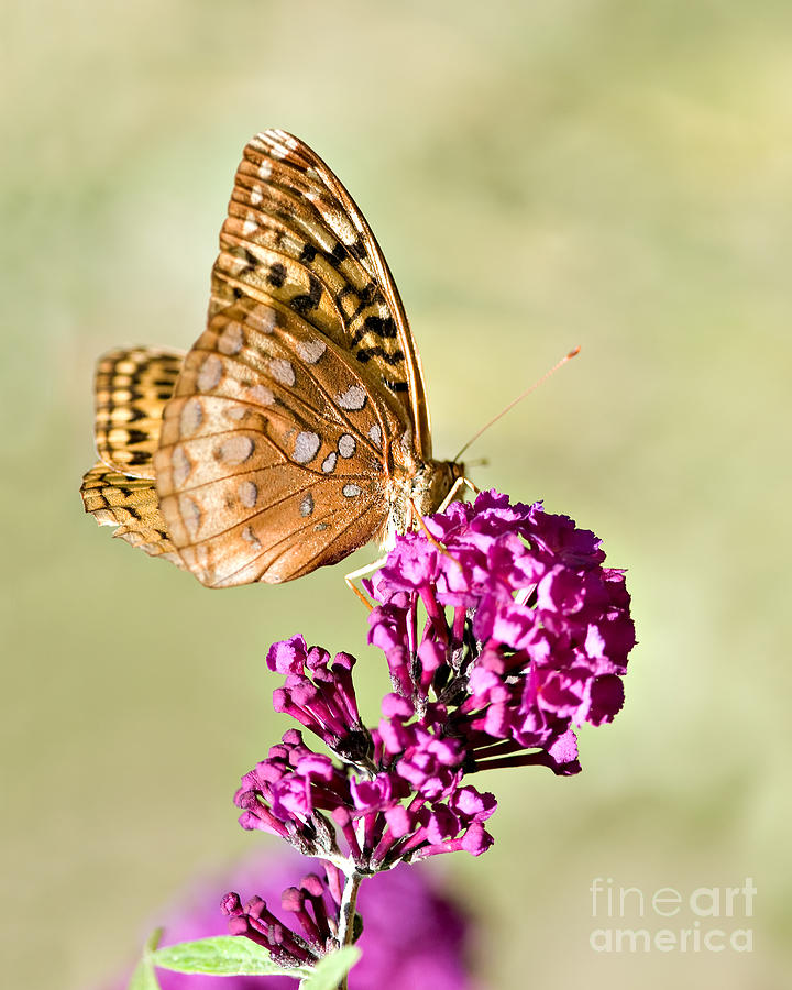 Butterfly on Pink Flower #1 Photograph by Jean A Chang