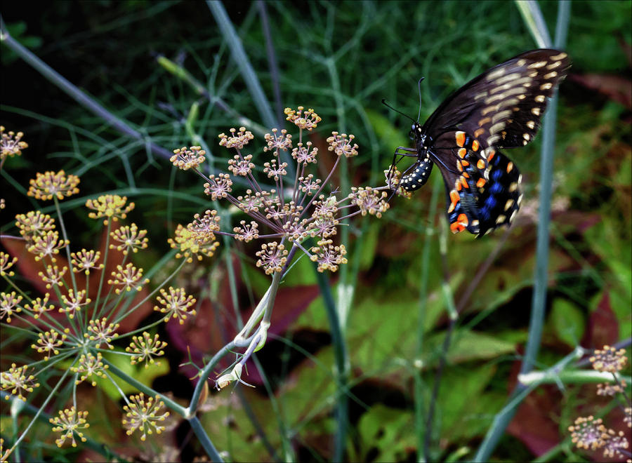 Butterfly #1 Photograph by Robert Ullmann