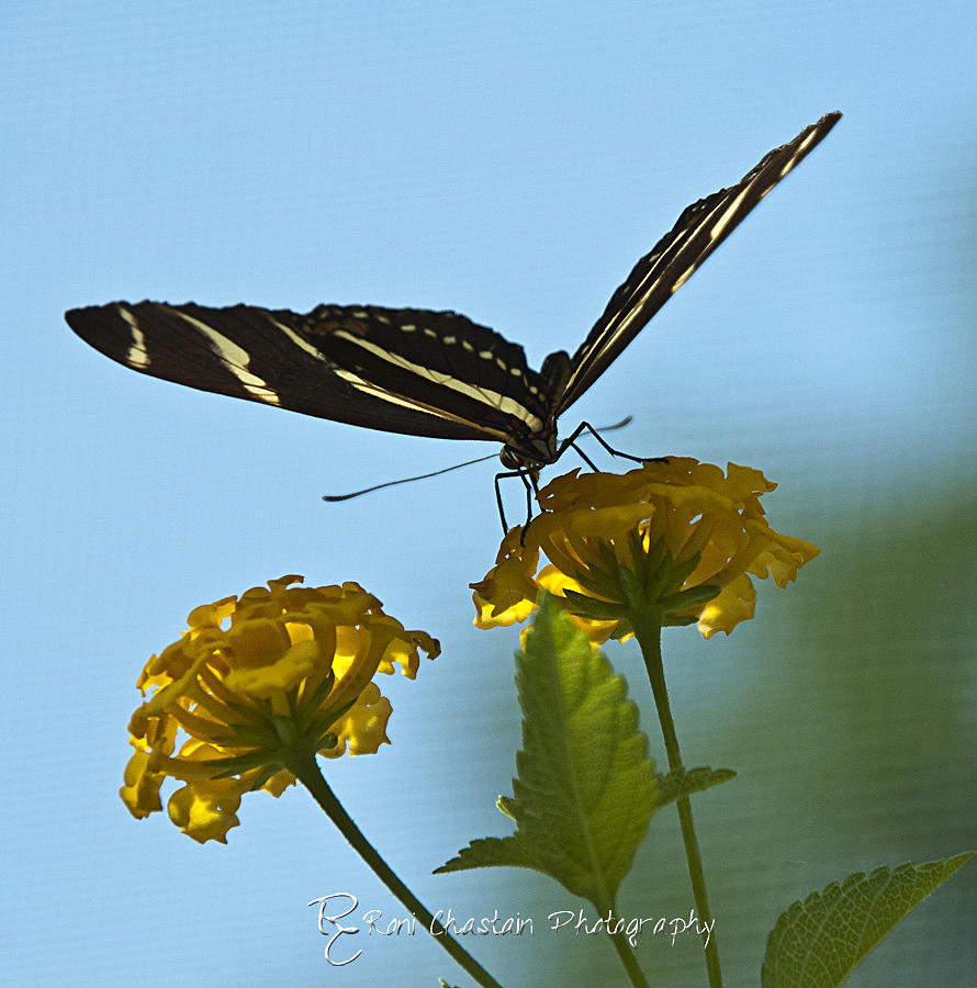 Butterfly #1 Photograph by Roni Chastain