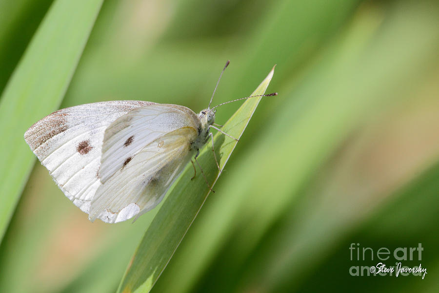 Butterfly #1 Photograph by Steve Javorsky