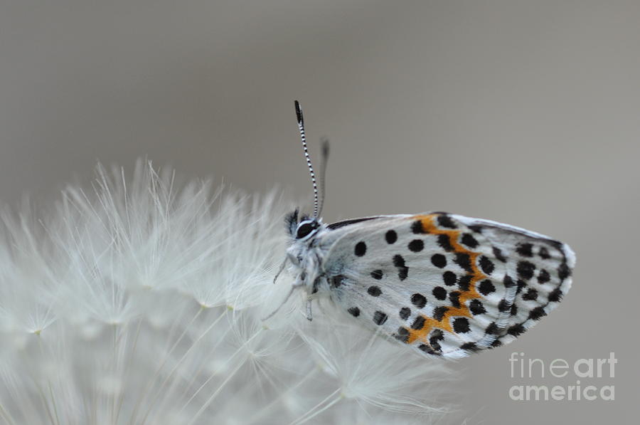 Butterfly #1 Photograph by Sylvie Leandre