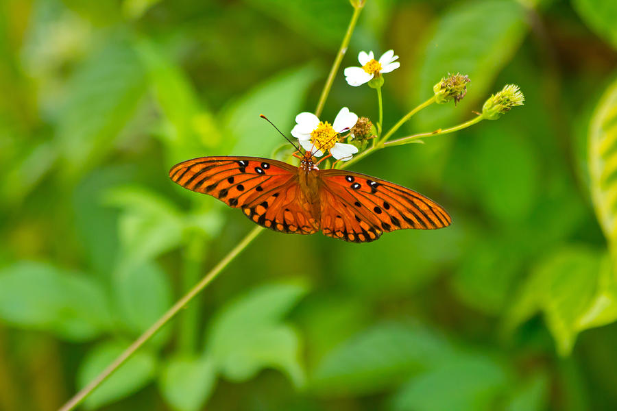 Butterfly Photograph by Wild Expressions Photography - Fine Art America