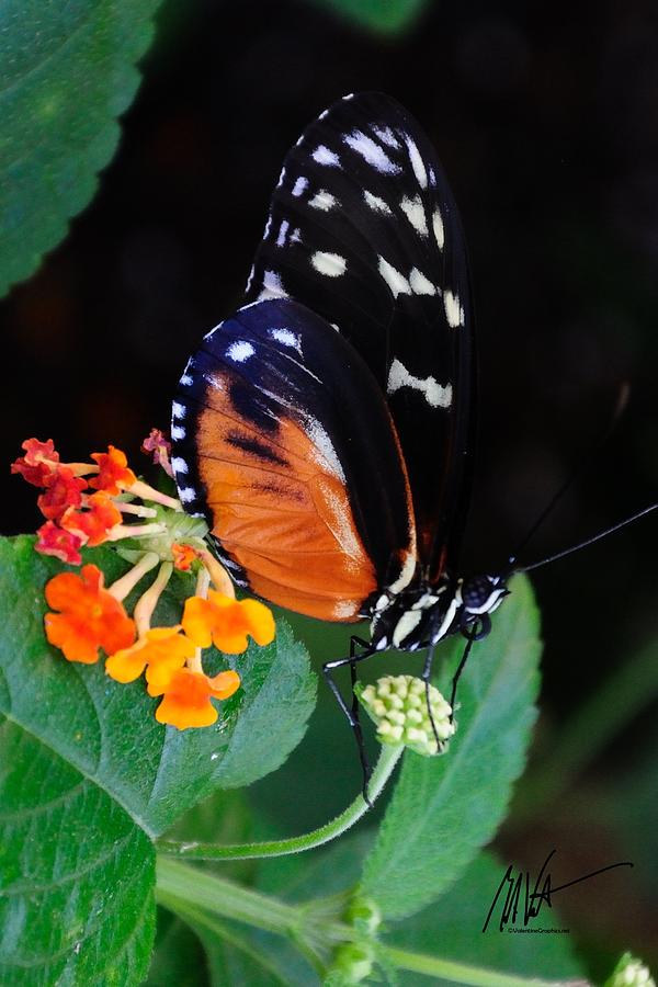 Butterfly with Mini Flowers Photograph by Mark Valentine