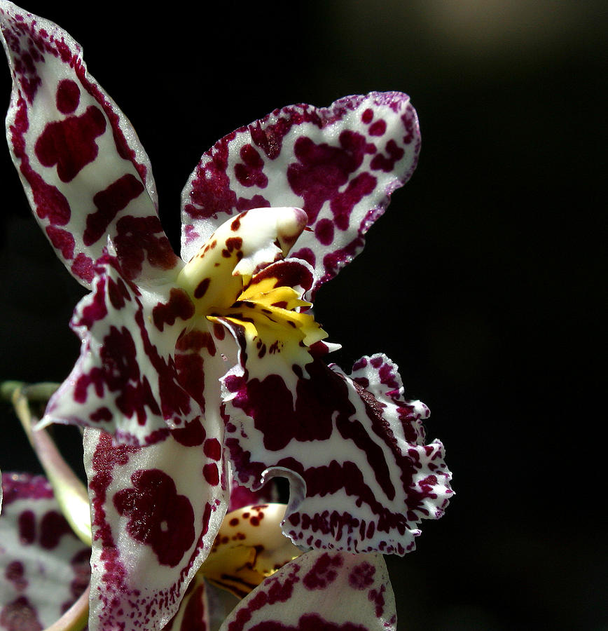 C Ribet Orchids #1 Photograph by C Ribet