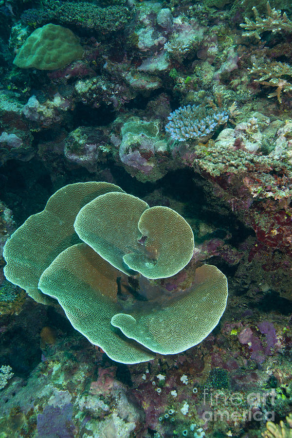 Cabbage Coral Amongst Other Corals Photograph