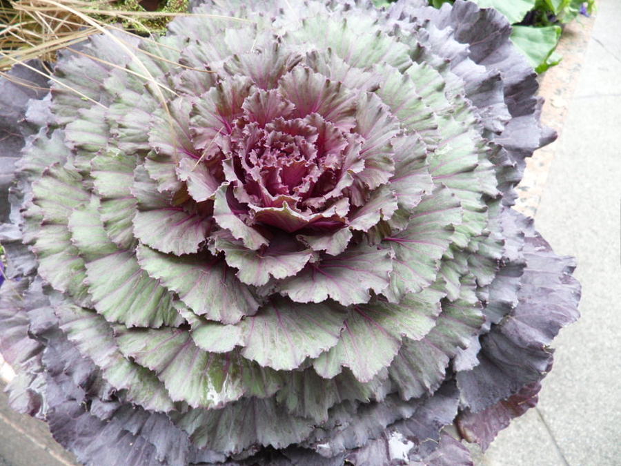 Cabbage Patch #1 Photograph by Val Oconnor