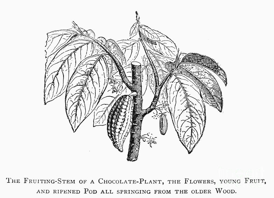 Cacao Tree Photograph by Granger - Pixels