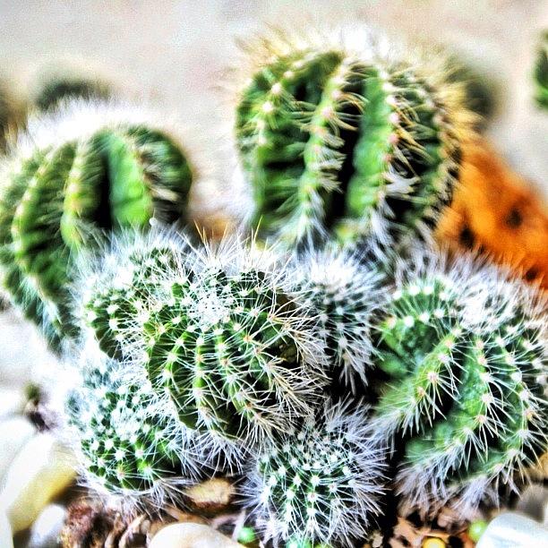 Cool Photograph - Cactus #1 by Arya Swadharma