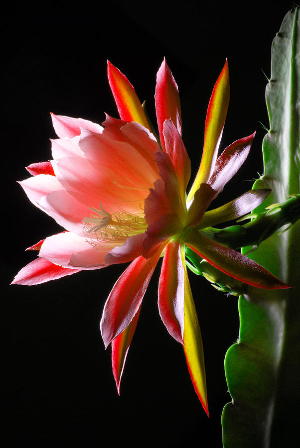 Epiphyllum flower #1 Photograph by Dung Ma