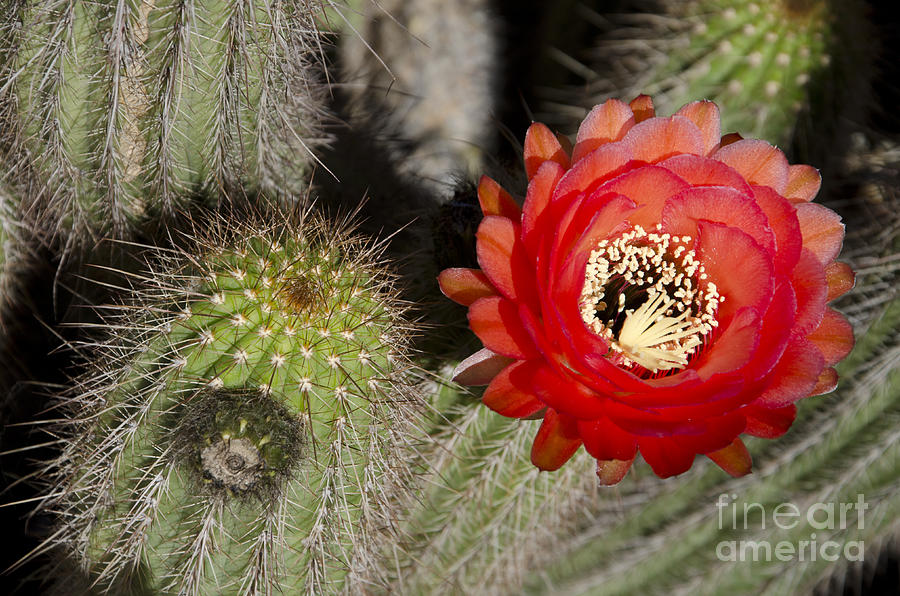 Cactus flower #1 Photograph by Jim And Emily Bush