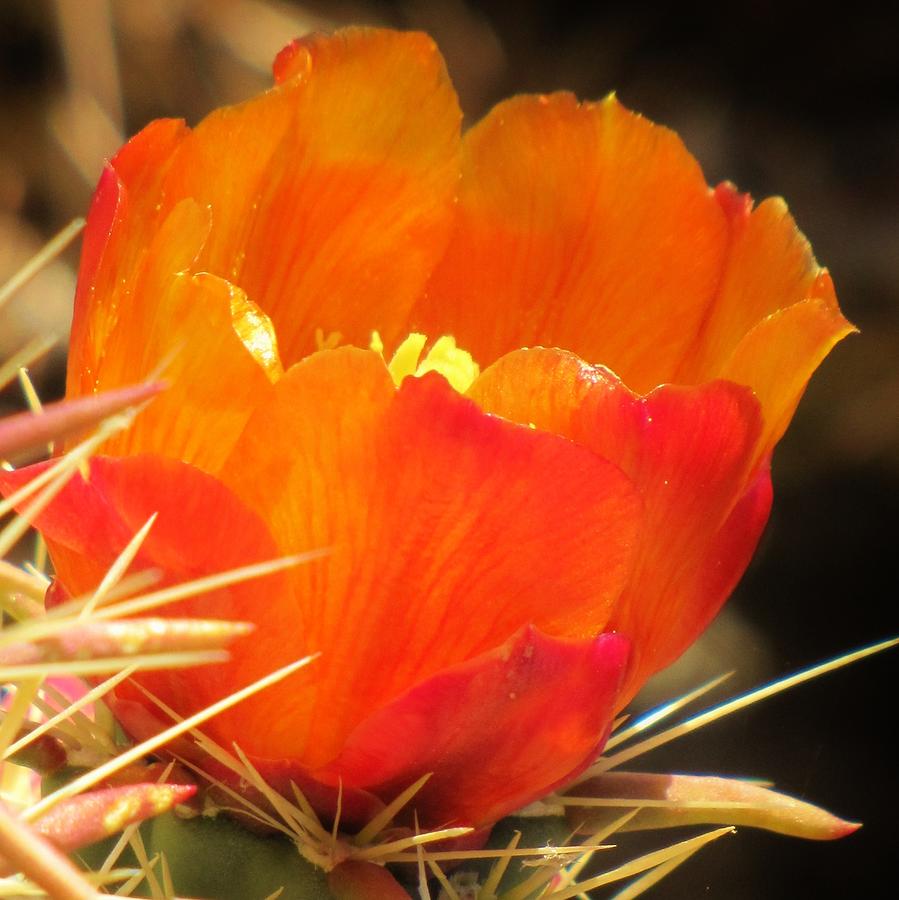 Cactus Flower Photograph by Life Inspired Art and Decor - Fine Art America