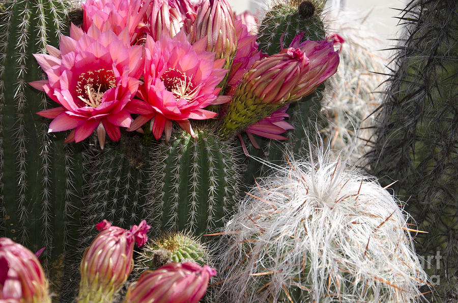 Spring Photograph - Cactus Garden #1 by Jim And Emily Bush