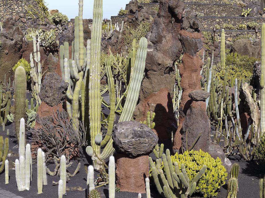 Cactus Photograph - Cactus Garden, Lanzarote #1 by Tony Craddock