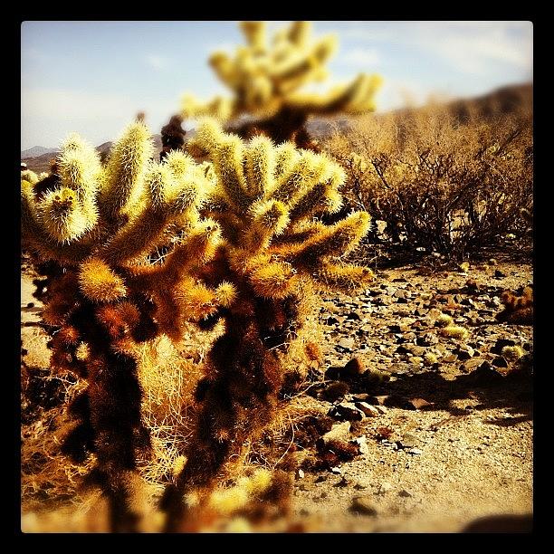 Nature Photograph - #cactus #nature #desert #joshuatree #1 by S Michelle Reese