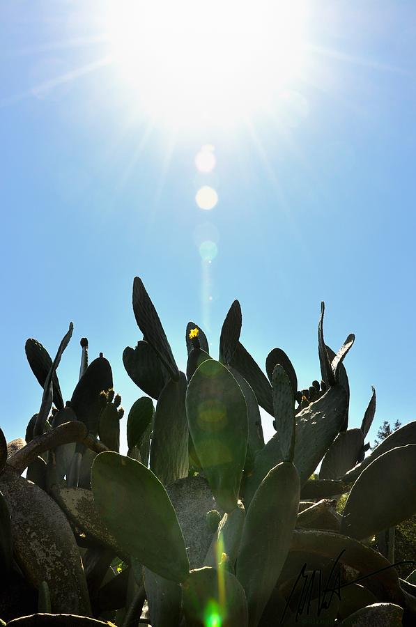 Cactus Sun Photograph by Mark Valentine