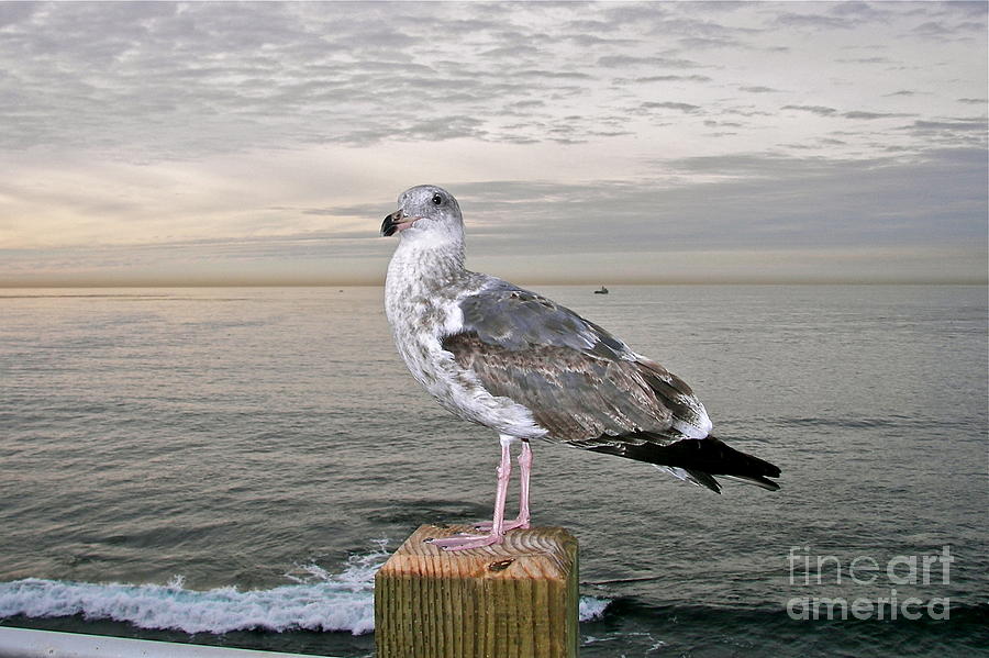 California Gull #1 Photograph by Carol  Bradley