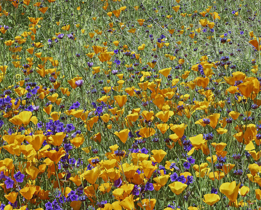 California Poppy And Desert Bluebell #1 Photograph by Tim Fitzharris