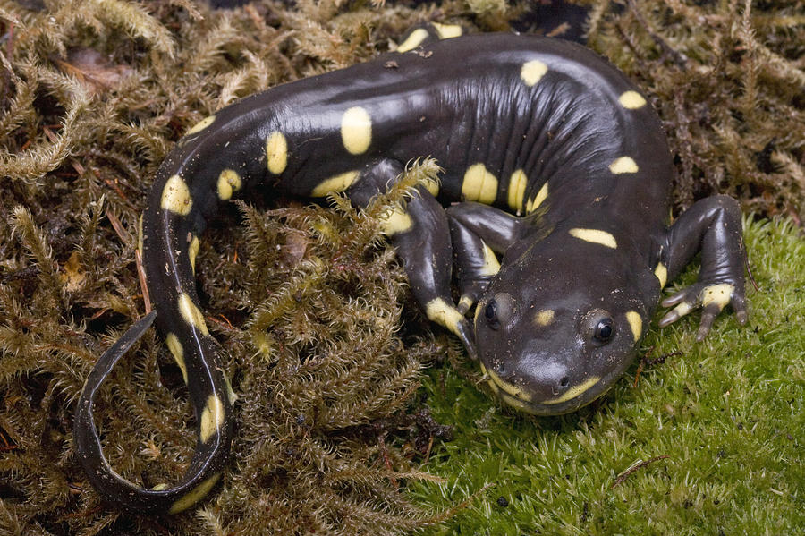 California Tiger Salamander  Monterey #1 Photograph by Sebastian Kennerknecht