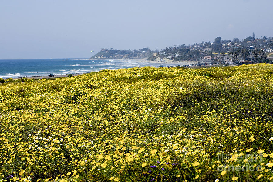 California wildflowers #1 Photograph by Daniel  Knighton