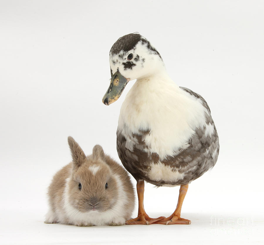 Call Duck And Baby Netherland #1 Photograph by Mark Taylor