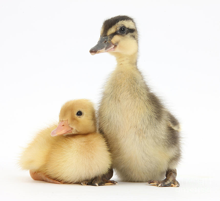 Nature Photograph - Call Duckling And Mallard Duckling #1 by Mark Taylor