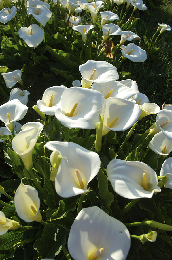 Calla Lilies Zantedeschia Aethiopica Photograph By Keenpress 4560