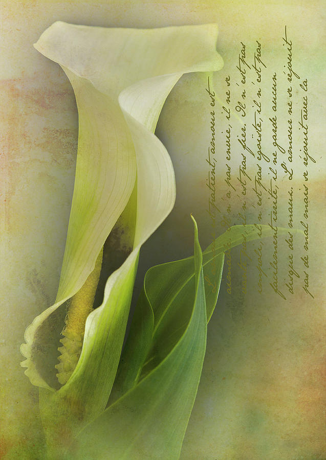 Calla Lily #1 Photograph by Carolyn DAlessandro