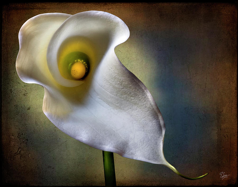 Calla Lily #1 Photograph by Endre Balogh