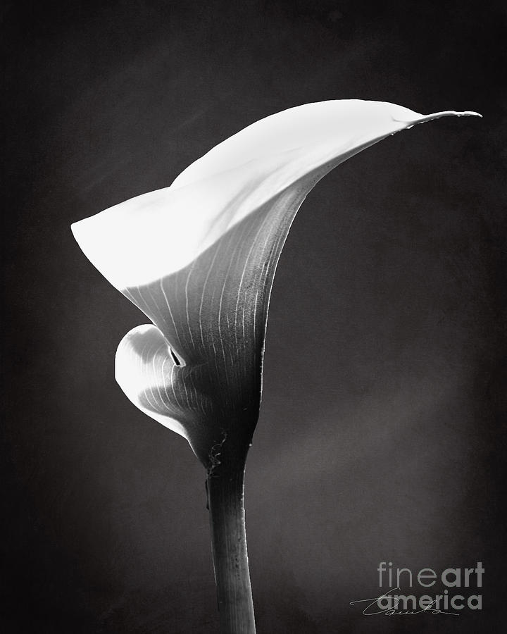 Calla Lily the magnificent beauty Photograph by Danuta Bennett
