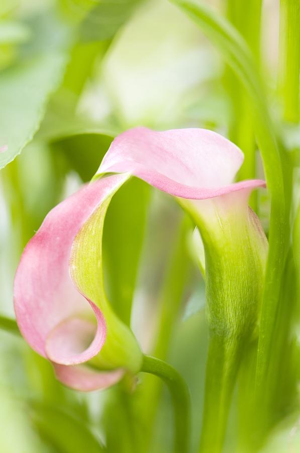 Flower Photograph - Calla Lily (zantedeschia Aethiopica) #1 by Maria Mosolova