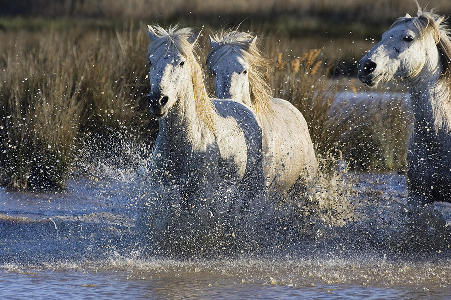 Camargue Horse Equus Caballus Group #1 Photograph by Konrad Wothe