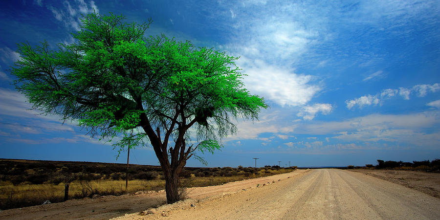 Camel Thorn Tree. Photograph by Jaco Kriek