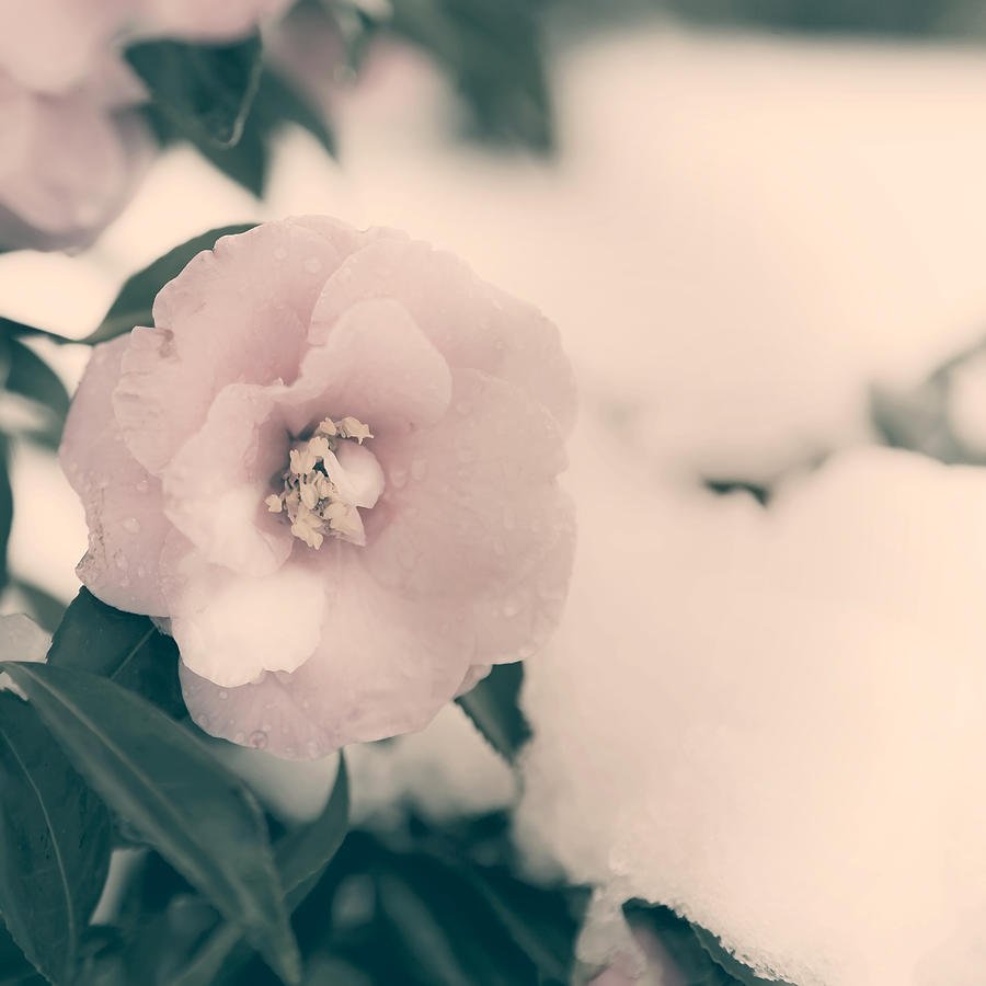 Winter Photograph - Camellia #1 by Joana Kruse