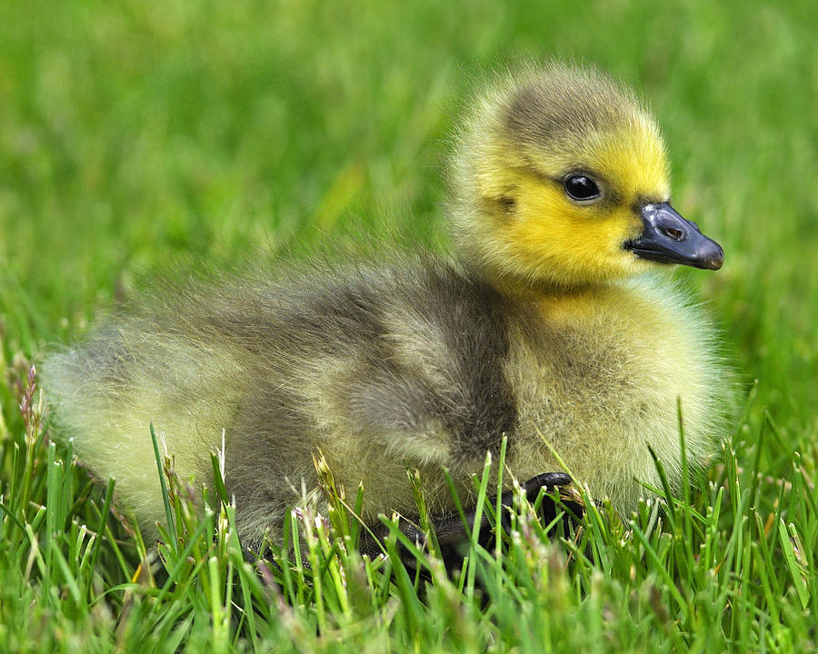 Canada Gosling #1 Photograph by Tony Beck