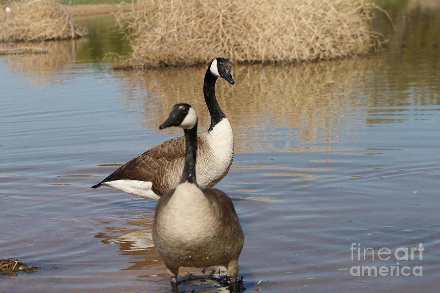 Canadian Geese #1 Photograph by Pamela Walrath