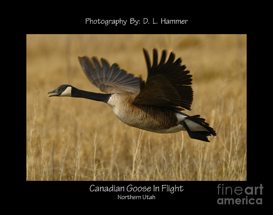Canadian Goose in Flight #1 Photograph by Dennis Hammer