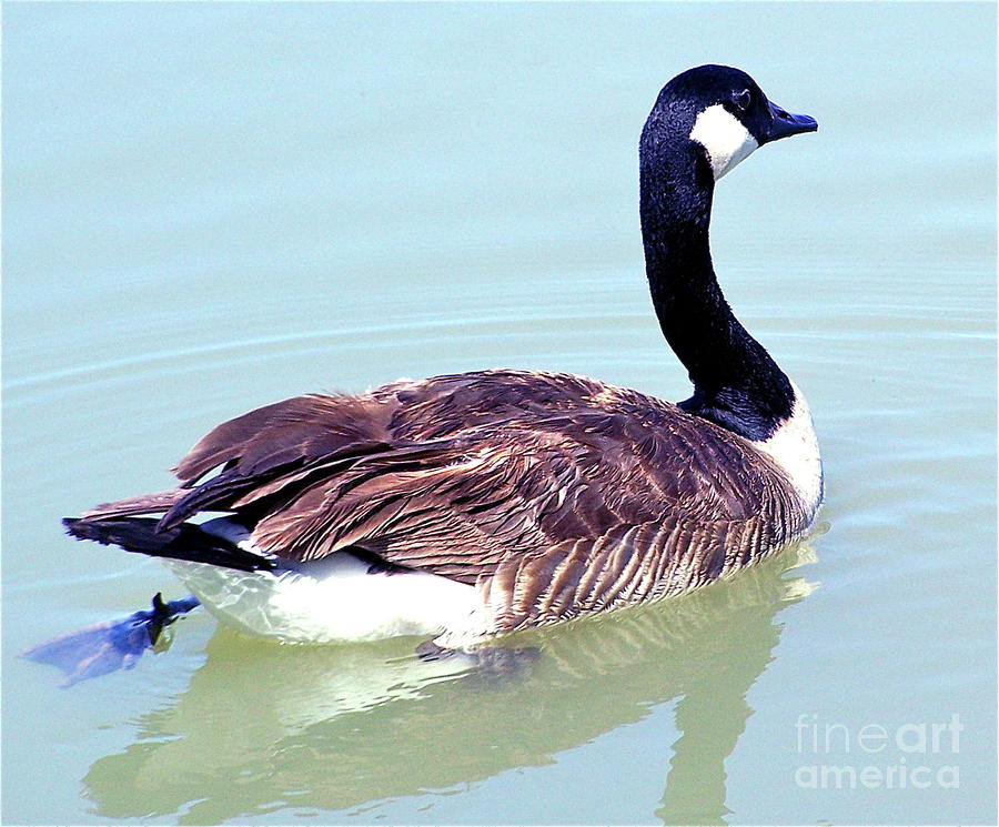 Canadian Goose #1 Photograph by Pamela Walrath