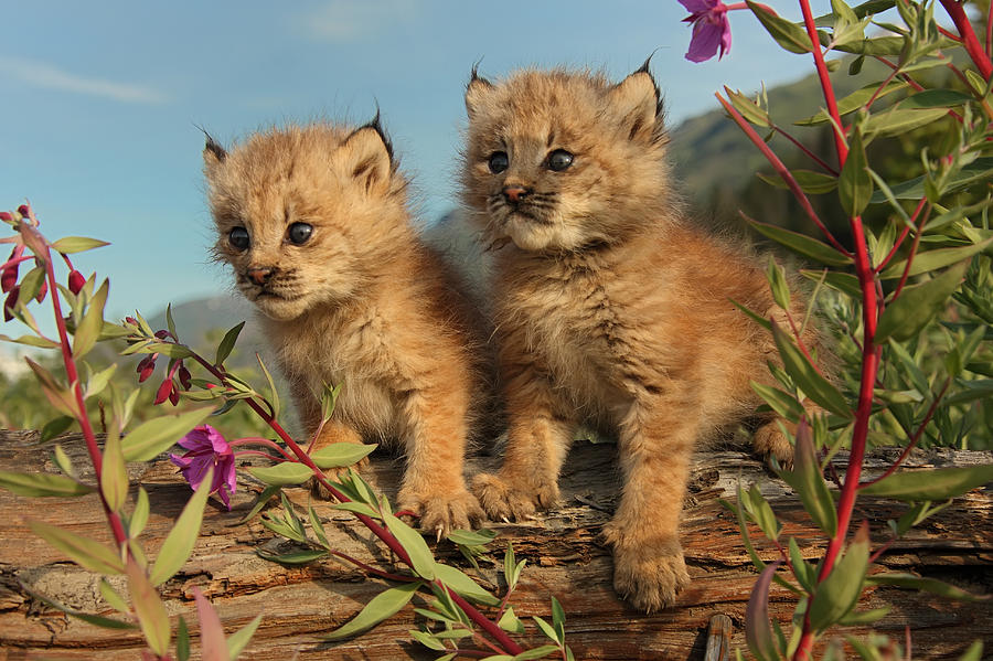 Flowers Still Life Photograph - Canadian Lynx Kittens, Alaska #1 by Robert Postma