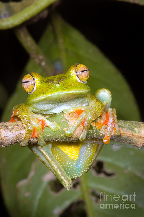 Nature Photograph - Canal Zone Tree Frog #1 by Dante Fenolio