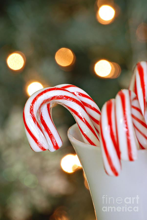Candy Canes #1 Photograph by HD Connelly