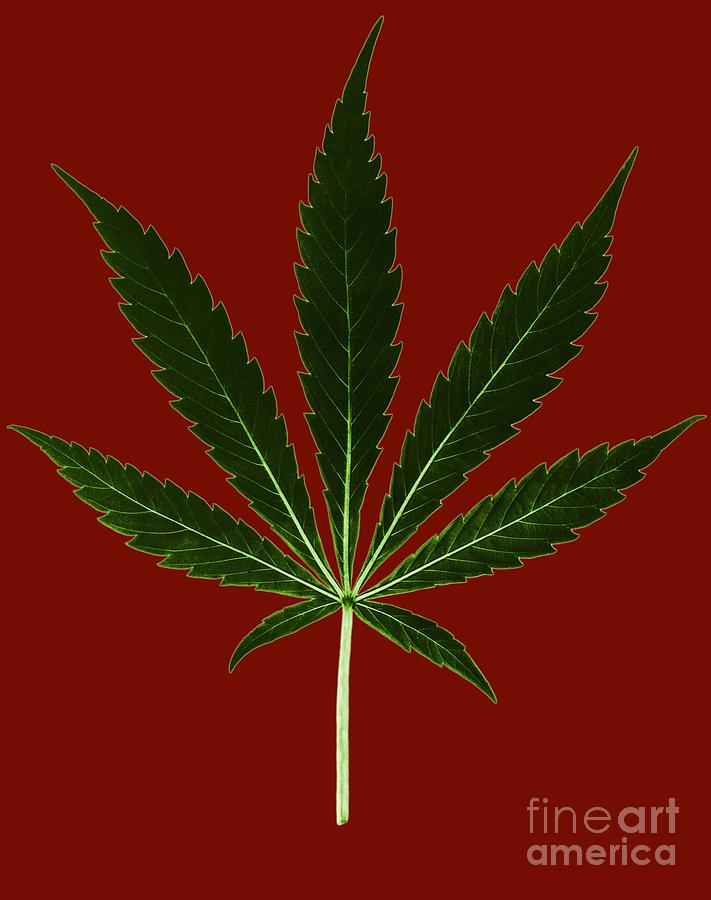Cannabis Sativa, Marijuana Leaf #1 Photograph by Science Source