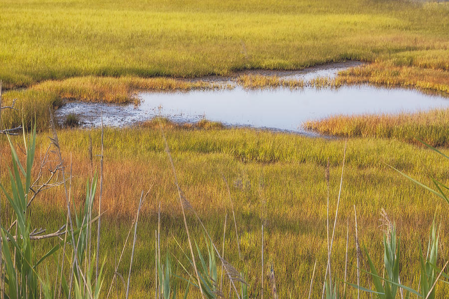 Cape May Marsh Grass #1 Photograph by Tom Singleton