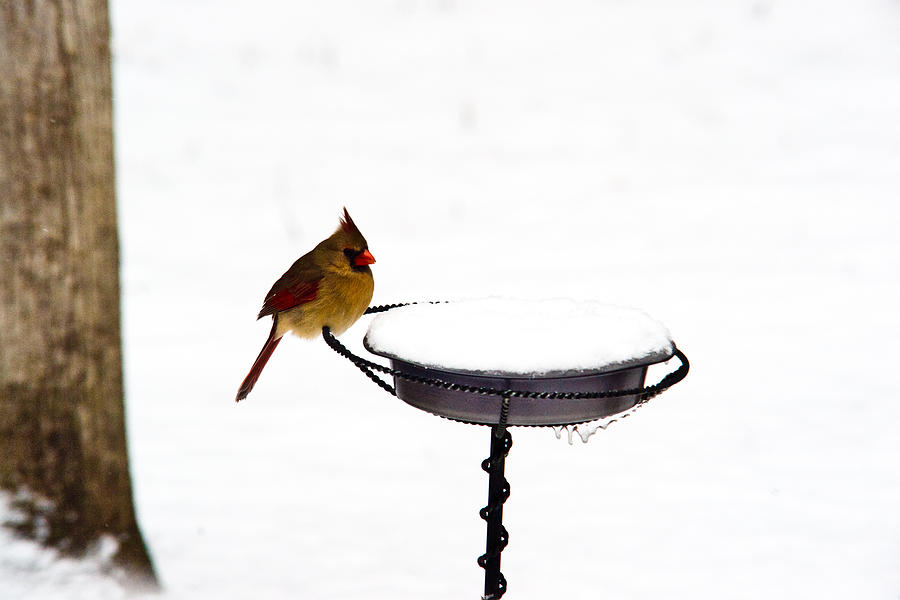 Cardinal at Feeding Station #1 Photograph by Douglas Barnett