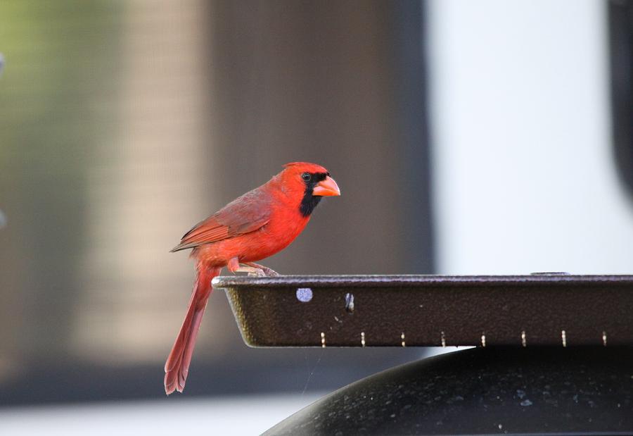 Cardinal #1 Photograph by Jeanne Andrews