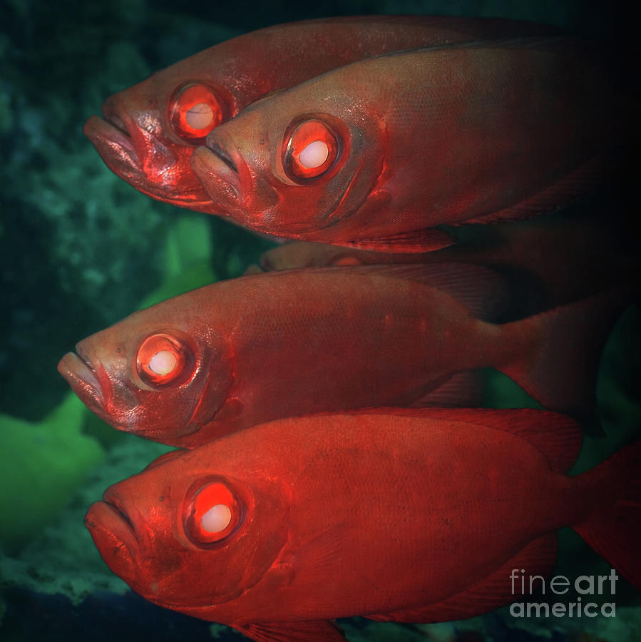 Nature Photograph - Cardinalfishes #1 by MotHaiBaPhoto Prints