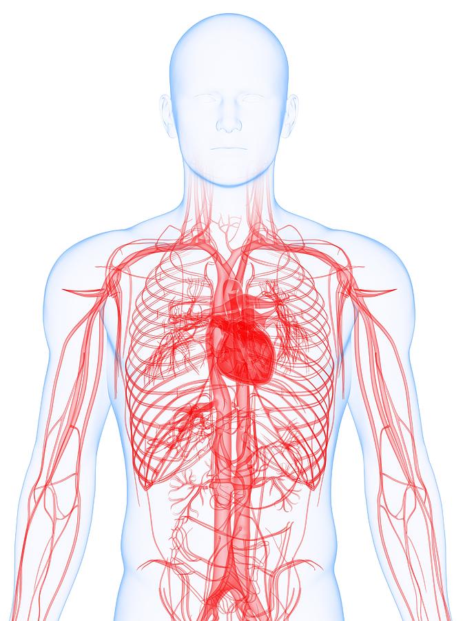 Cardiovascular System, Artwork Photograph By Sciepro - Fine Art America