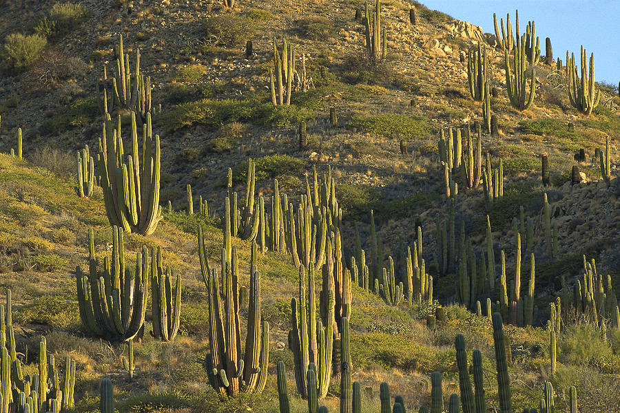Cardon Pachycereus Pringlei Cactus #1 Photograph by Konrad Wothe