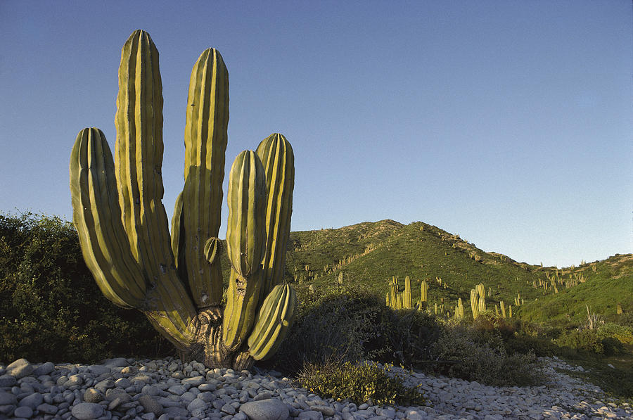 Cardon Pachycereus Pringlei Cactus #1 Photograph by Tui De Roy