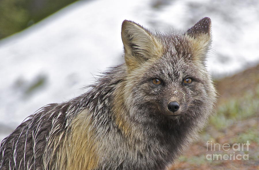 Cascade Red Fox #1 Photograph by Sean Griffin